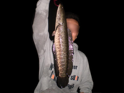 62e96263.jpg