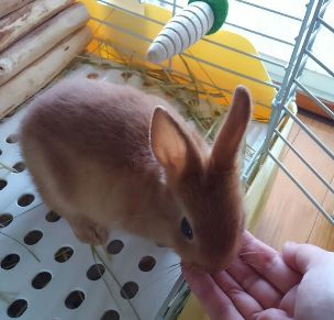 ピノくん