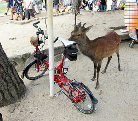 sika.jpg