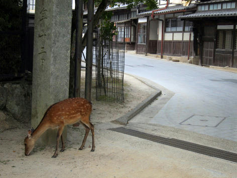 sika2.jpg