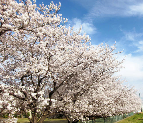 sakura5.jpg