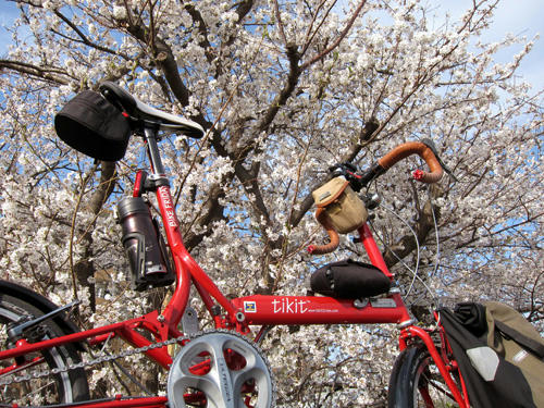 sakura6.jpg