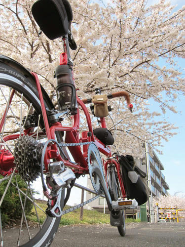 sakura8.jpg