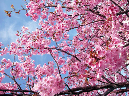 sakura9.jpg