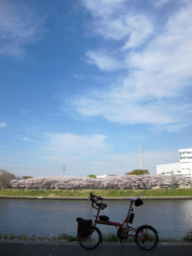 sakura10.jpg