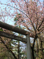 sakura3.19.jpg