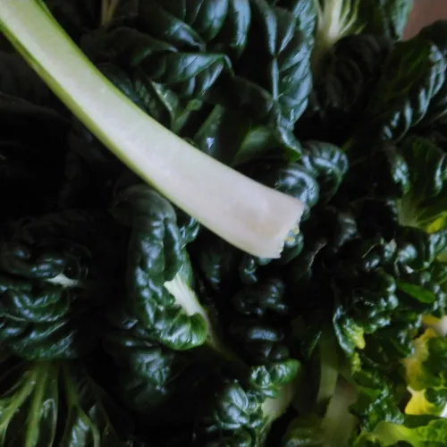 タアサイのワサビ漬け