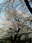 sakura1.jpg