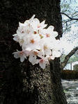 sakura2.jpg