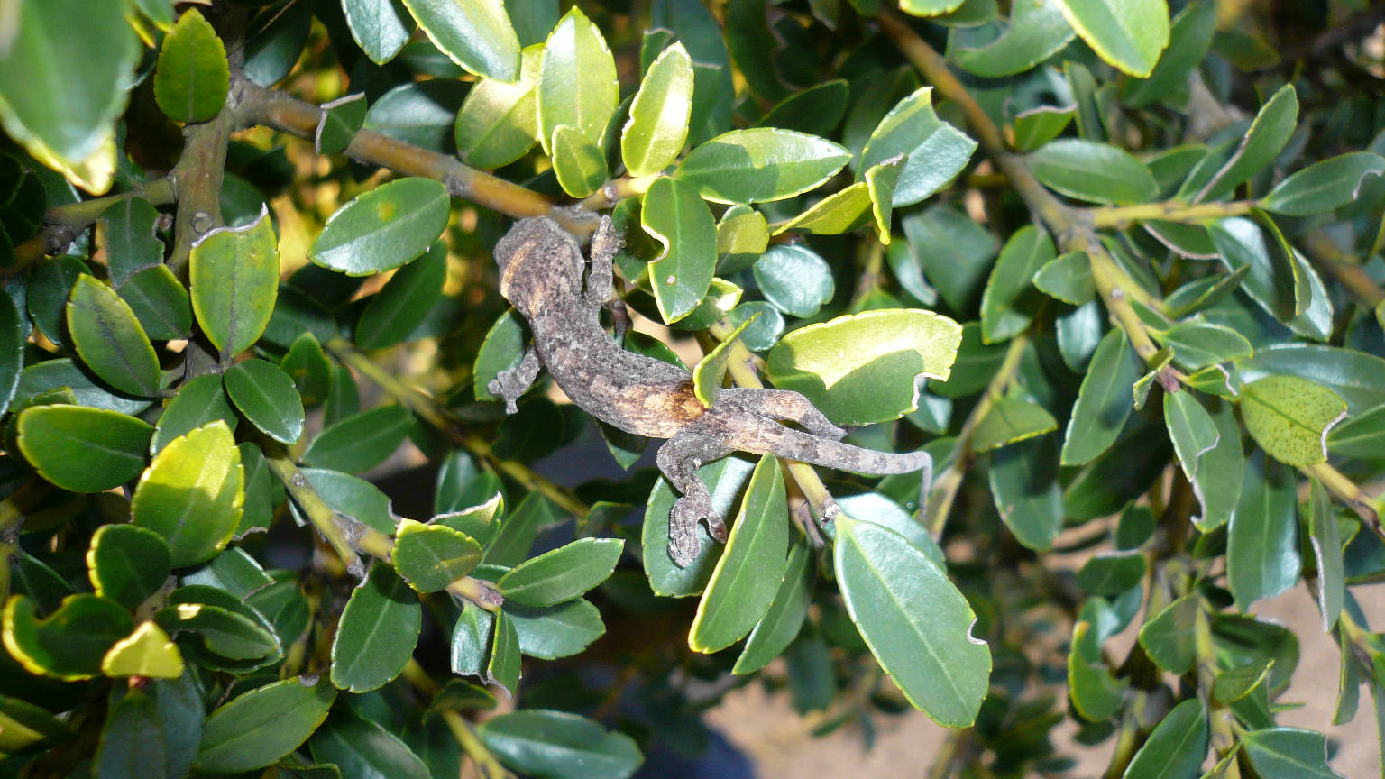 オオナズチ発見