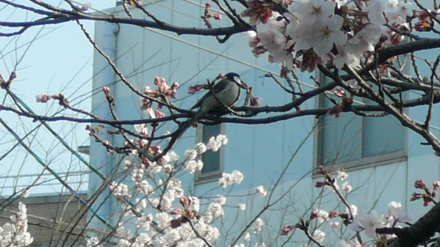 花鳥風月･･･無風で新月迎えたばっかだが（苦笑