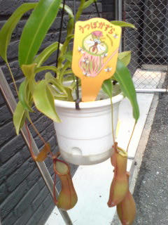 080615_1300~01.jpg