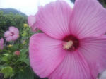 SH380021.JPG