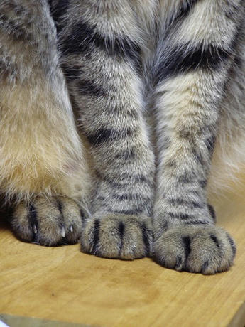 ぶっとい&hellip;&hellip;