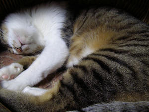 寝過ぎだ&hellip;&hellip;猫