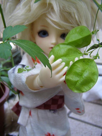 フウセンカヅラ