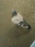 鳩1