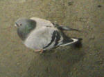 鳩2
