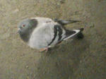 鳩3