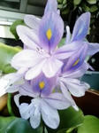 ホテイアオイの花