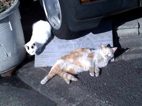 neko.jpg