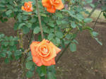 CIMG0956.JPG