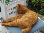 CIMG0975.JPG