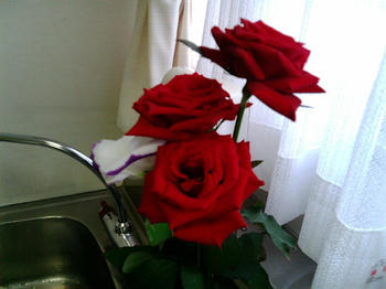 20091024151719.jpg