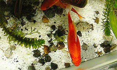 金魚