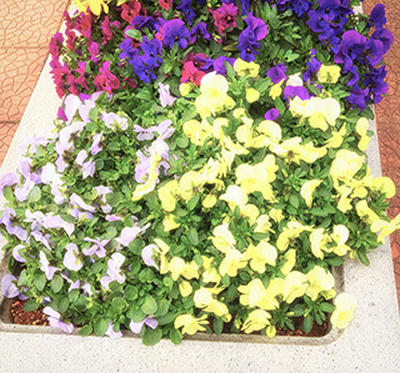 花壇