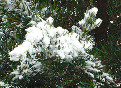 雪