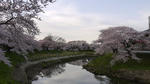 2010年4月29日近所のさくら