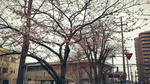 桜咲いた