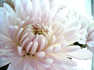 Chrysanthemum*2