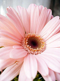 Gerbera