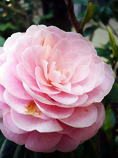 Pink*
