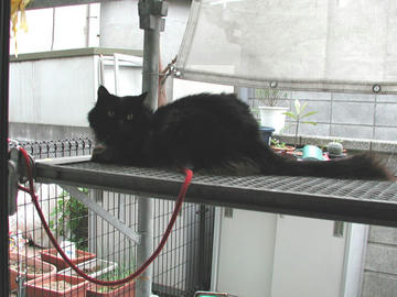 窓猫