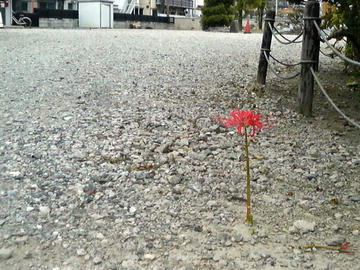 彼岸花