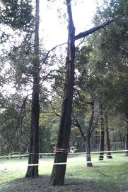 野川公園
