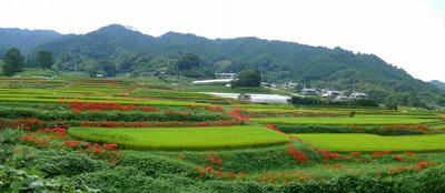 shiganbana2.jpg