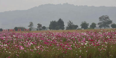 20081022kashiwara043s.jpg
