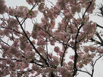 IMG_2271.jpg