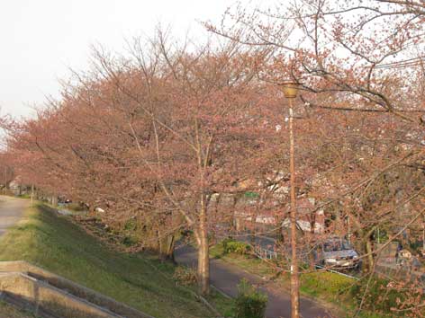 20120402tenpakugawa.jpg