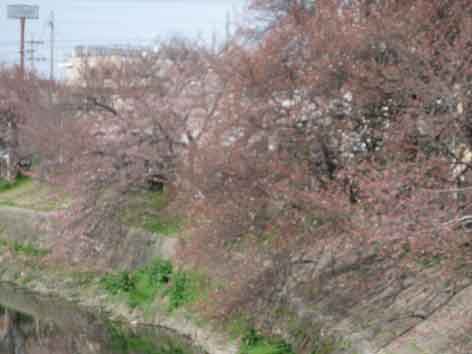 20120402yamazakigawa_01.jpg