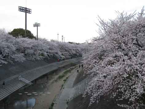 20120407yamasakigawa02.jpg