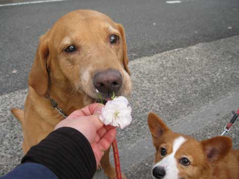 20120421sakura.jpg