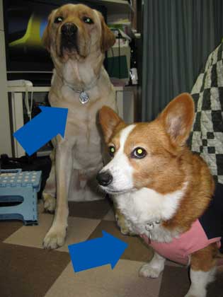 62432801.jpeg
