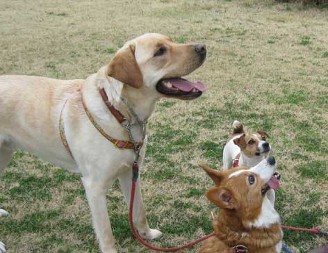 犬はなぜ笑うのか 姫たのしっぽ