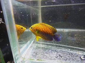 ポッターズピグミーエンゼル ペットのデパート東葛厚木店 観賞魚コーナー