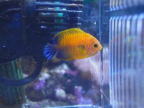 ポッターズピグミーエンゼル 小さい ペットのデパート東葛厚木店 観賞魚コーナー
